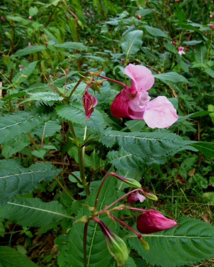 netýkavka žliazkatá