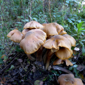 hromadinky