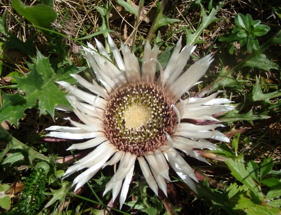 krasovlas bezbyľový