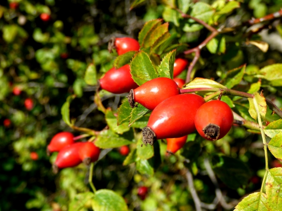 bucľaté šípky...