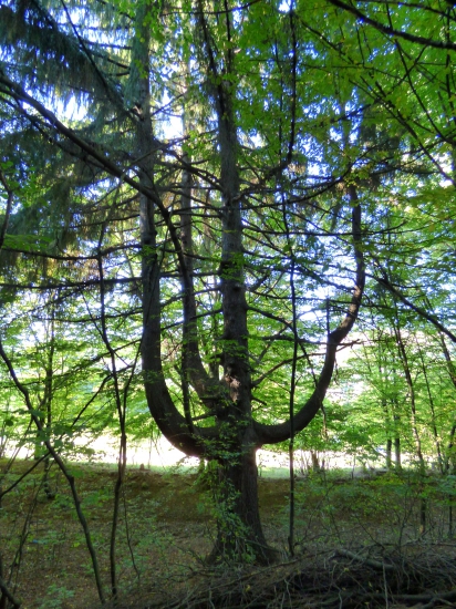 ...zaujal tvarom