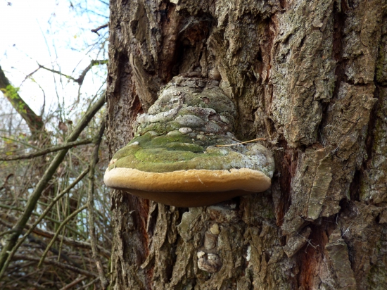 práchnovec kopytovitý