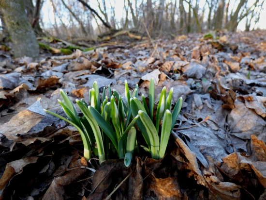 februárové snežienky