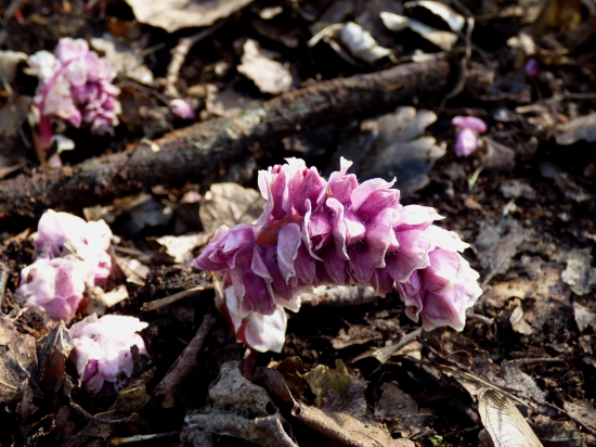 zubovník šupinatý