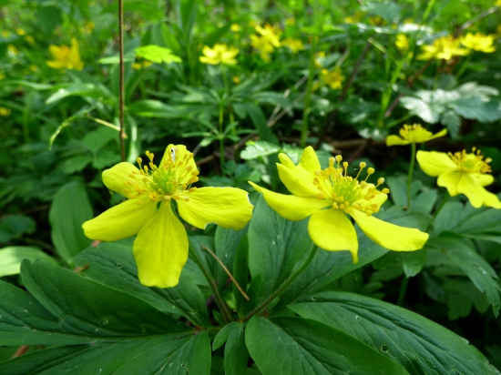 veternica iskerníkovitá
