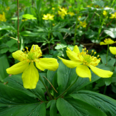 veternica iskerníkovitá