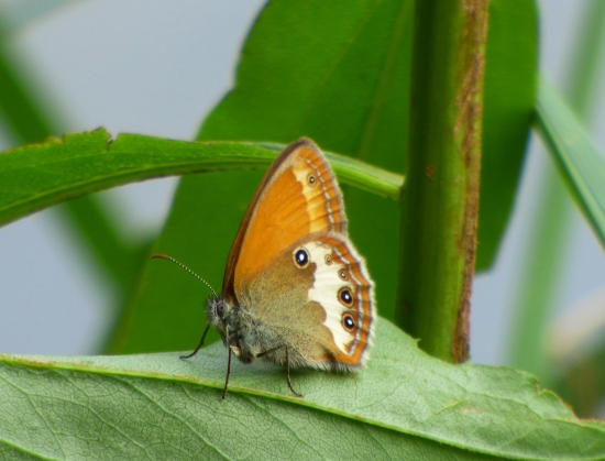 očkáň medničkový/ Coenonympha arcania