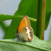 očkáň medničkový/ Coenonympha arcania