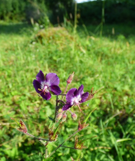 pakost hnedočervený
