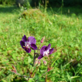 pakost hnedočervený