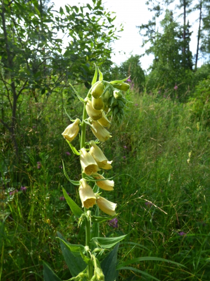 náprstník veľkokvetý