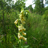 náprstník veľkokvetý
