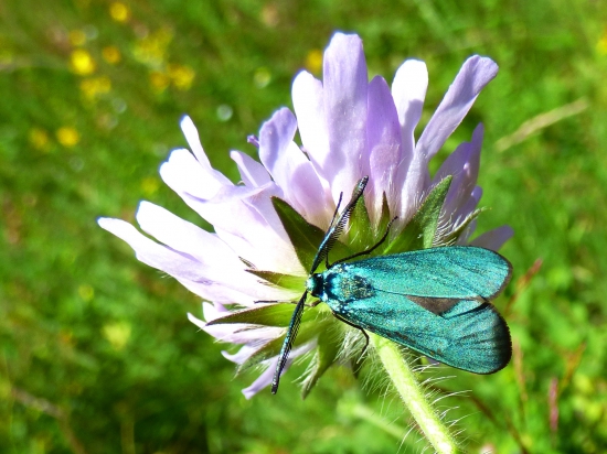 zelenáčik štiavový