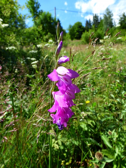 mečík škridlicovitý /Gladiolus imbricatus