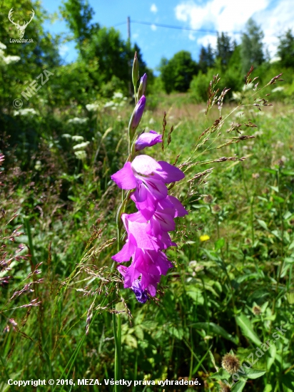 mečík škridlicovitý /Gladiolus imbricatus