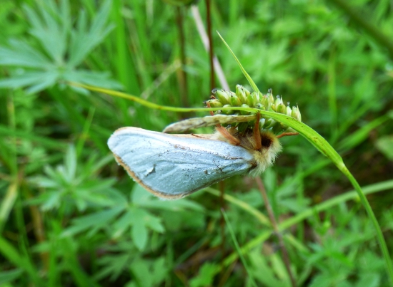 hrotokrídlovec chmeľový