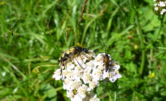 fúzač škvrnitý a obyčajný