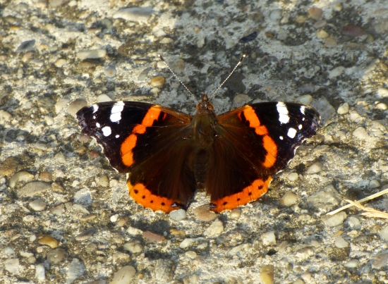 babôčka admirálska