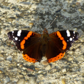 babôčka admirálska
