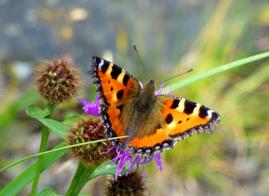 babôčka pŕhľavová /Aglais urticae