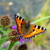 babôčka pŕhľavová /Aglais urticae