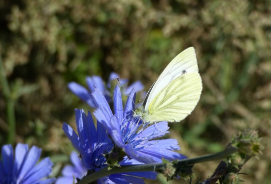 mlynárik kapustový..