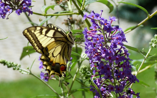 vidlochvost feniklový