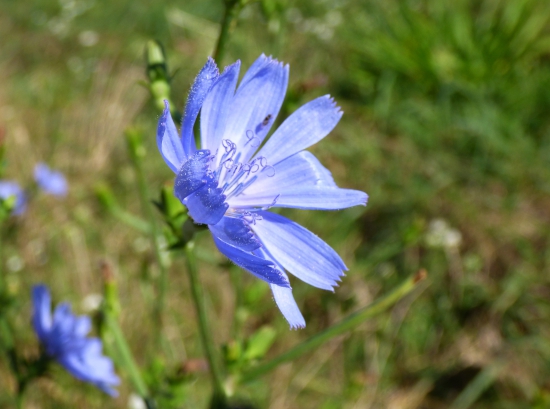 čakanka v auguste...