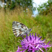 očkáň timotejkový