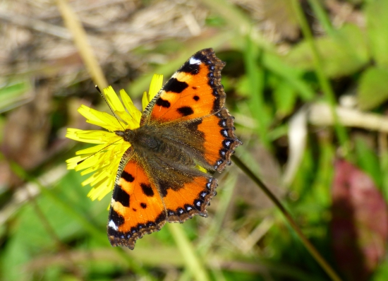 babôčka pŕhľavová /Aglais urticae