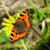 babôčka pŕhľavová /Aglais urticae
