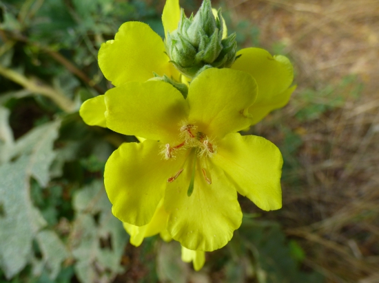 októbrový divozel...