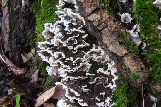 na odumretom dreve...