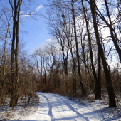 lesnou cestičkou....