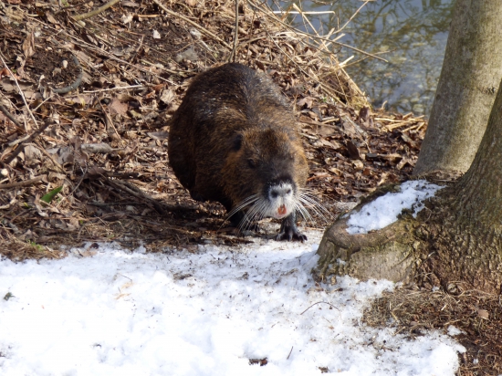 nutria