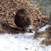 nutria