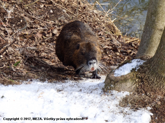 nutria