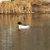 potápač veľký