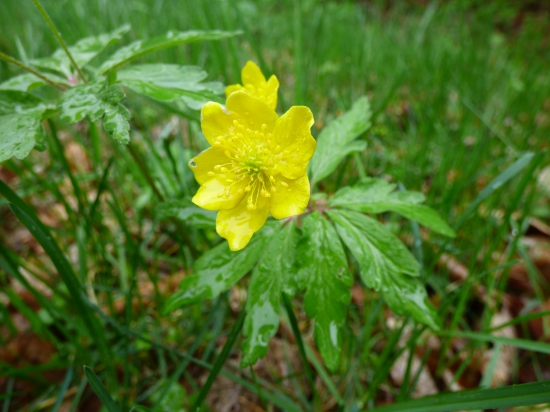 veternica iskerníkovitá