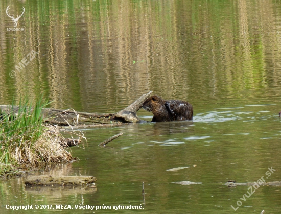 nutria