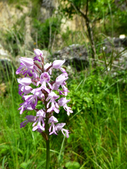 vstavačovitý kvietok