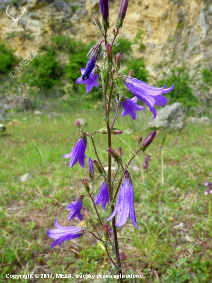 zvončeky