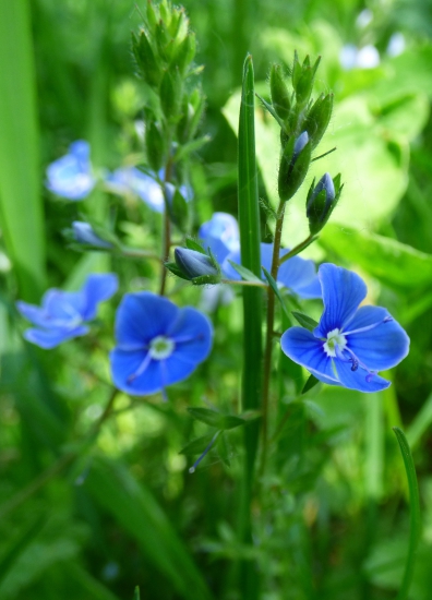 veronika obyčajná
