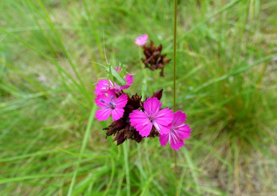 klinček kartuziánsky