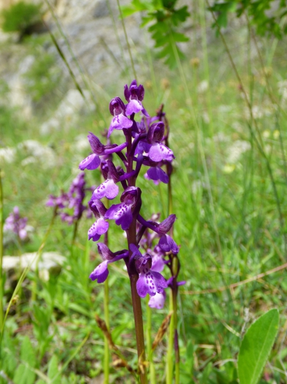 vstavačovec májový