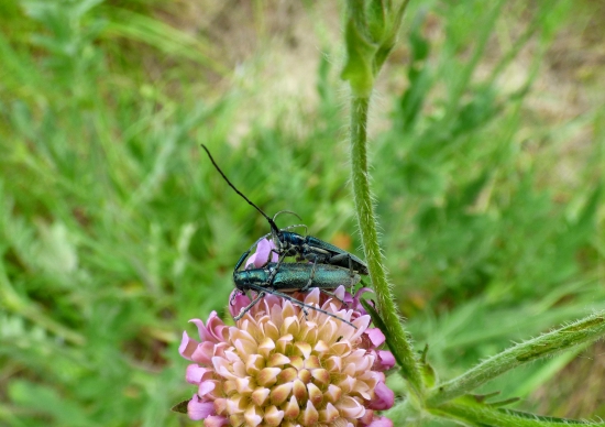 fuzáč - Agapanthia intermedia