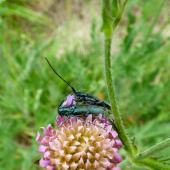 fuzáč - Agapanthia intermedia