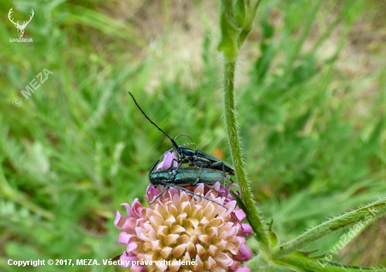 fuzáč - Agapanthia intermedia