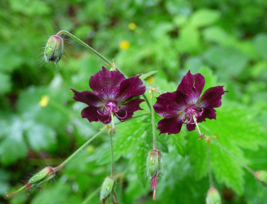 pakost hnedočervený