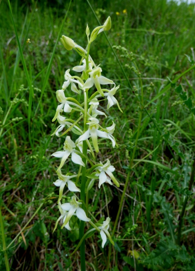 vemenník dvojlistý